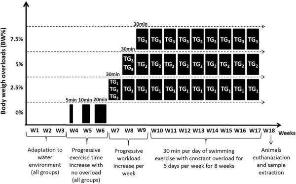 High molecular mass proteomics analyses of left ventricle from rats subjected to differential swimming training.