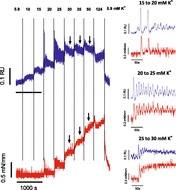 Contribution of transient and sustained calcium influx, and sensitization to depolarization-induced contractions of the intact mouse aorta.