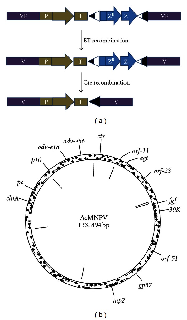 Use of bacterial artificial chromosomes in baculovirus research and recombinant protein expression: current trends and future perspectives.