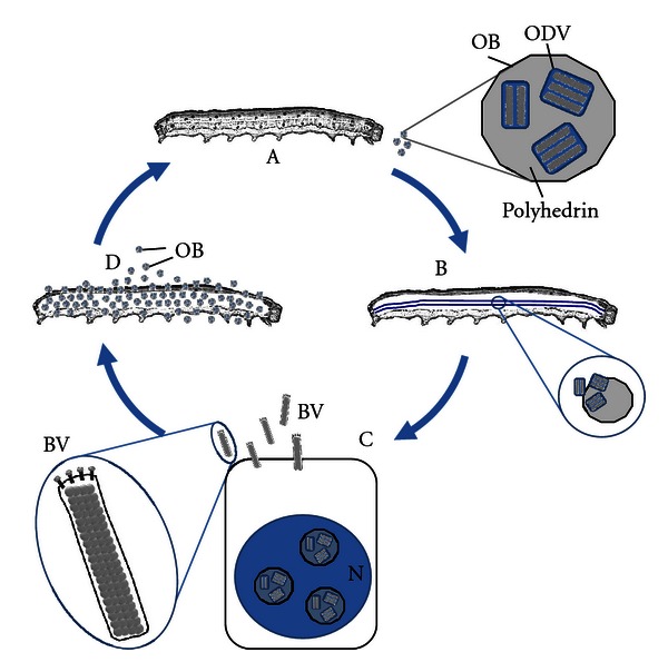 Use of bacterial artificial chromosomes in baculovirus research and recombinant protein expression: current trends and future perspectives.