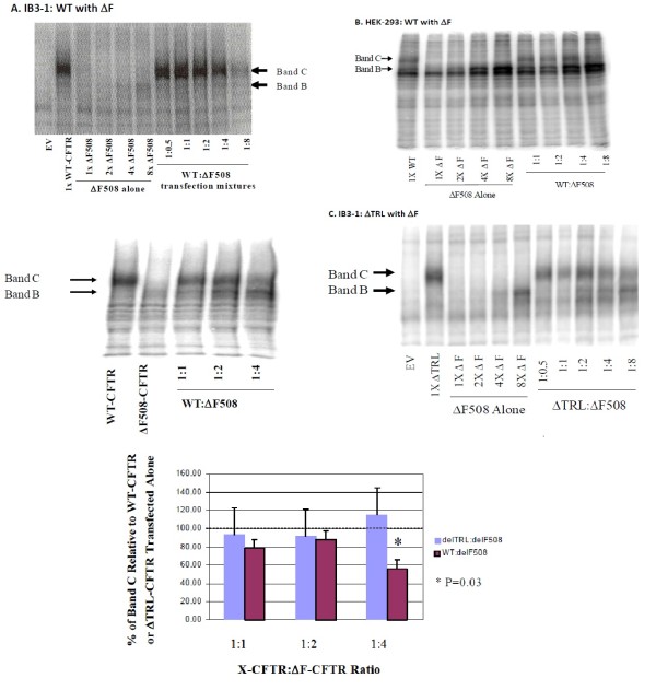 The ΔF508-CFTR mutation inhibits wild-type CFTR processing and function when co-expressed in human airway epithelia and in mouse nasal mucosa.