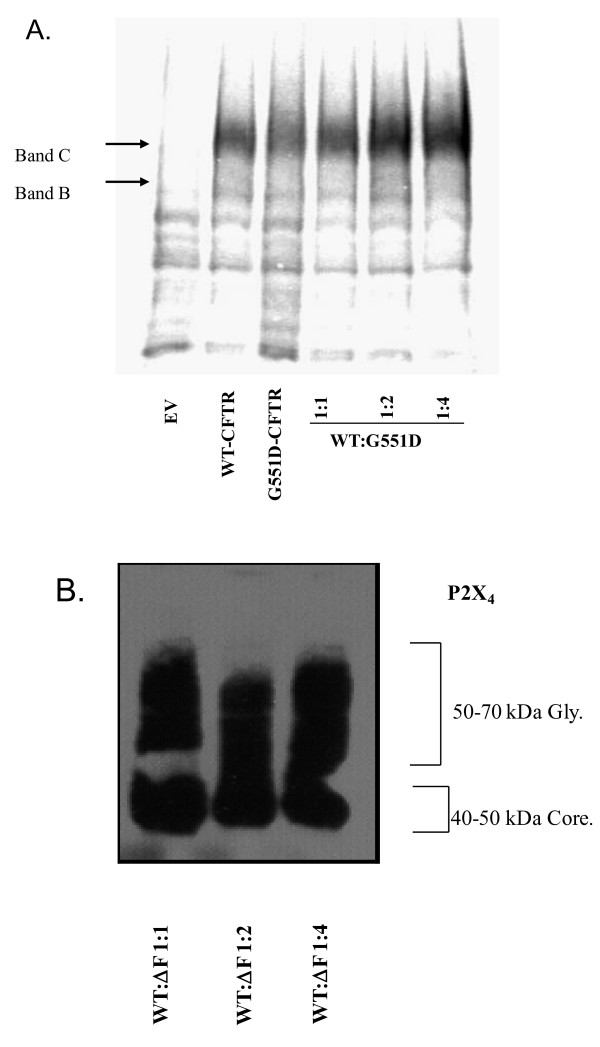 The ΔF508-CFTR mutation inhibits wild-type CFTR processing and function when co-expressed in human airway epithelia and in mouse nasal mucosa.