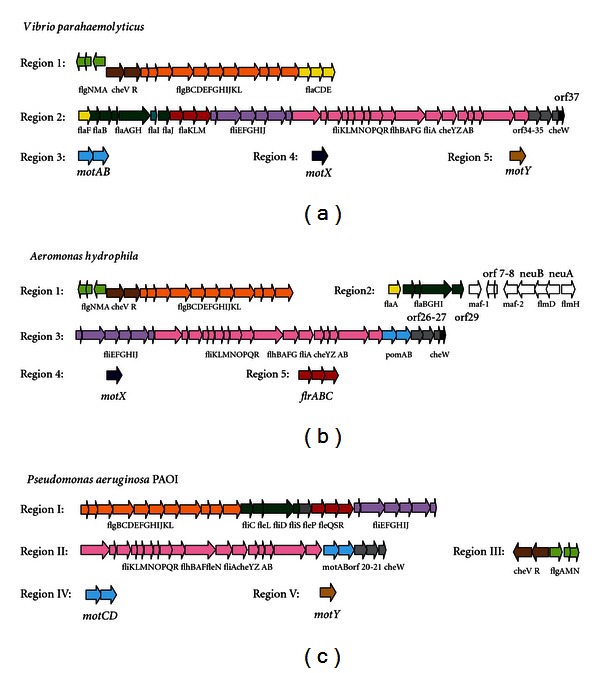 The main Aeromonas pathogenic factors.