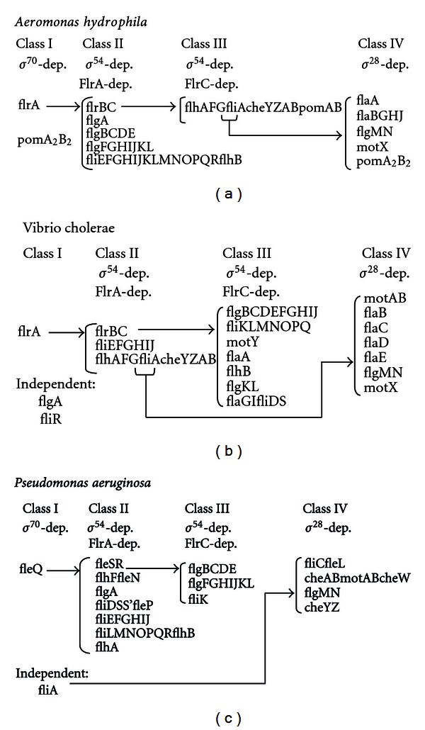The main Aeromonas pathogenic factors.