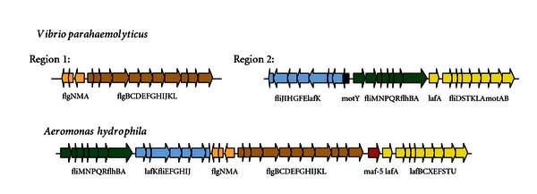 The main Aeromonas pathogenic factors.