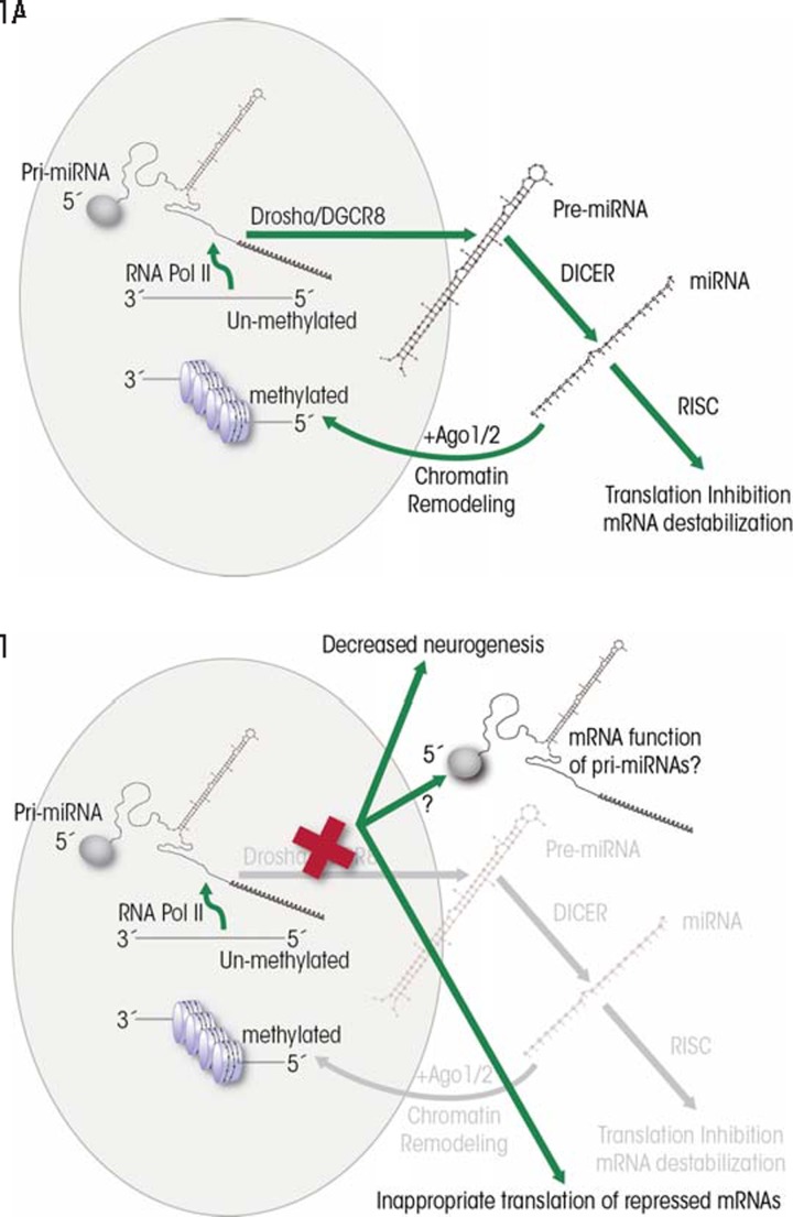 Dysregulation of microRNA expression and function contributes to the etiology of fetal alcohol spectrum disorders.