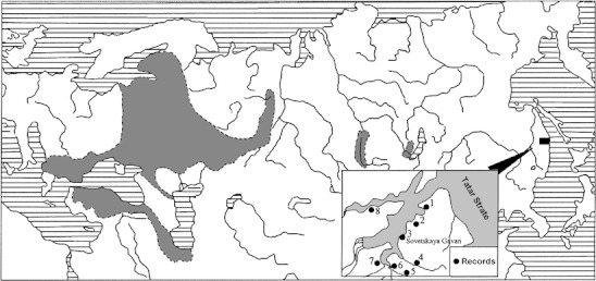 Morphotype analysis of the sibling vole (Microtus rossiaemeridionalis) casually introduced to the Russian Far East.