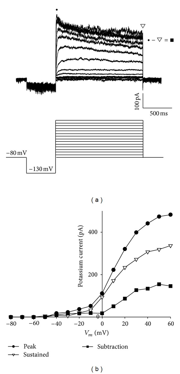 Potassium Current Is Not Affected by Long-Term Exposure to Ghrelin or GHRP-6 in Somatotropes GC Cells.