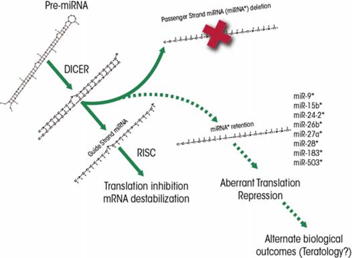 Dysregulation of microRNA expression and function contributes to the etiology of fetal alcohol spectrum disorders.