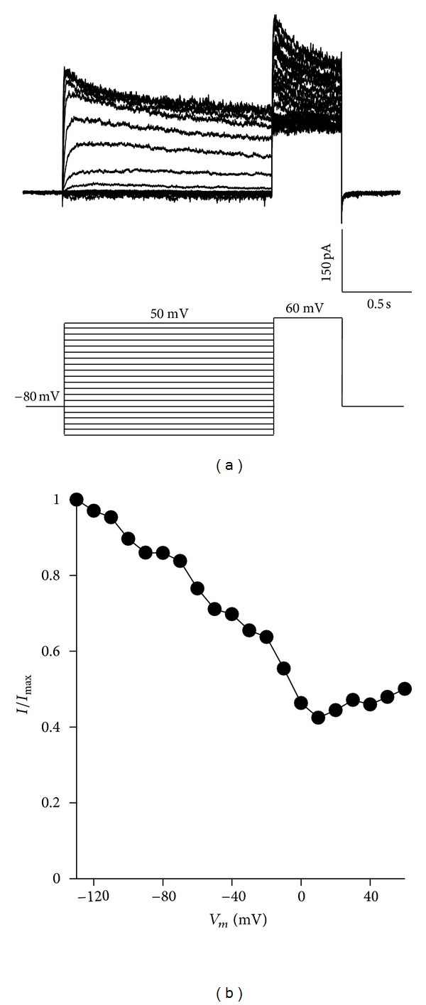 Potassium Current Is Not Affected by Long-Term Exposure to Ghrelin or GHRP-6 in Somatotropes GC Cells.