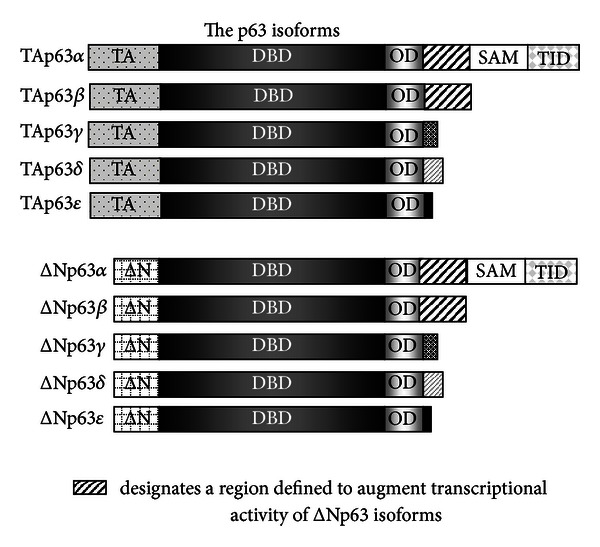 Delineating Molecular Mechanisms of Squamous Tissue Homeostasis and Neoplasia: Focus on p63.