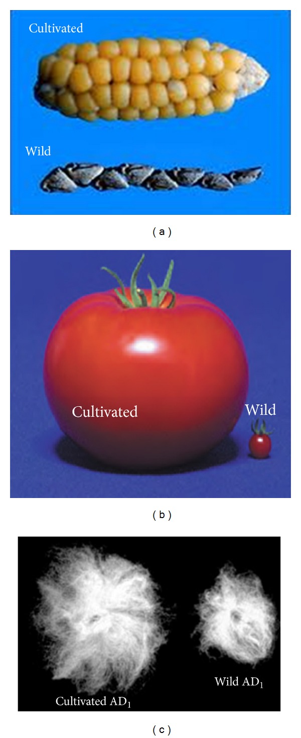 Plant domestication and resistance to herbivory.