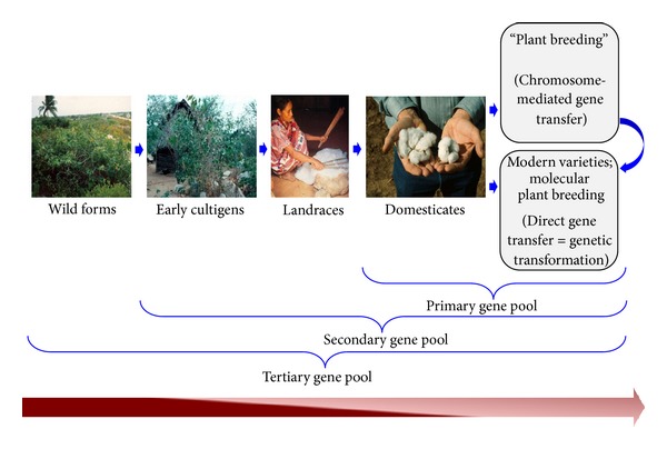 Plant domestication and resistance to herbivory.