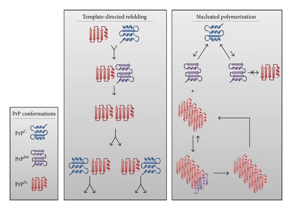 Evidence for prion-like mechanisms in several neurodegenerative diseases: potential implications for immunotherapy.