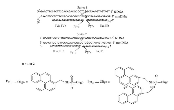 Multipyrene tandem probes for point mutations detection in DNA.