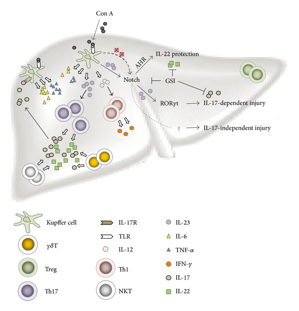 Pivotal roles of T-helper 17-related cytokines, IL-17, IL-22, and IL-23, in inflammatory diseases.