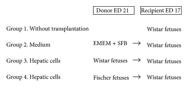 In utero hepatocellular transplantation in rats.