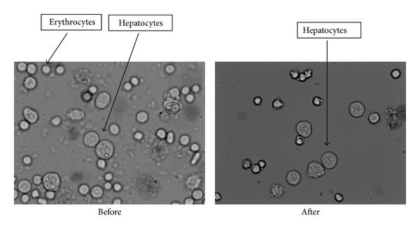 In utero hepatocellular transplantation in rats.