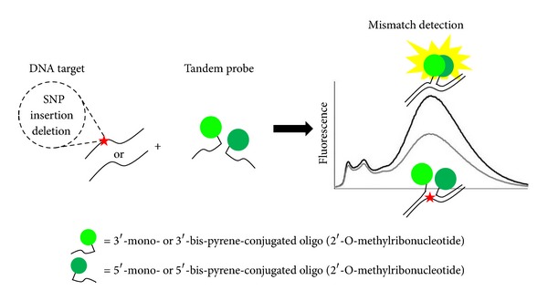 Multipyrene tandem probes for point mutations detection in DNA.