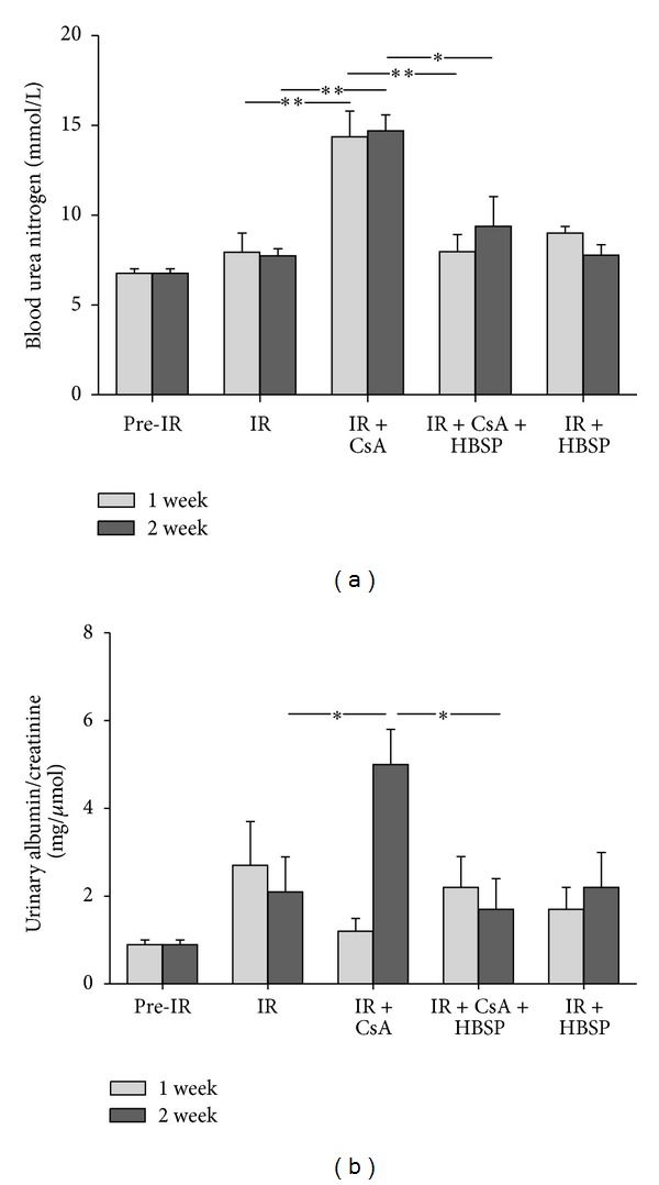 Protective effects of HBSP on ischemia reperfusion and cyclosporine a induced renal injury.