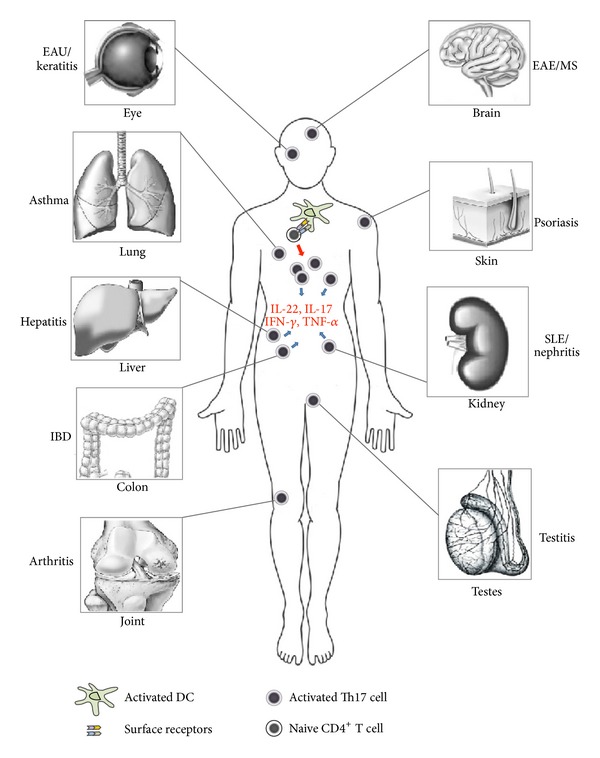 Pivotal roles of T-helper 17-related cytokines, IL-17, IL-22, and IL-23, in inflammatory diseases.