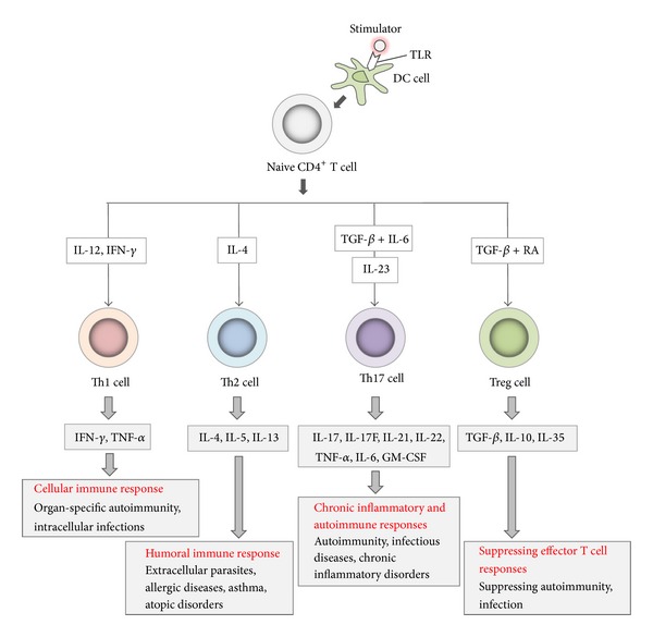 Pivotal roles of T-helper 17-related cytokines, IL-17, IL-22, and IL-23, in inflammatory diseases.