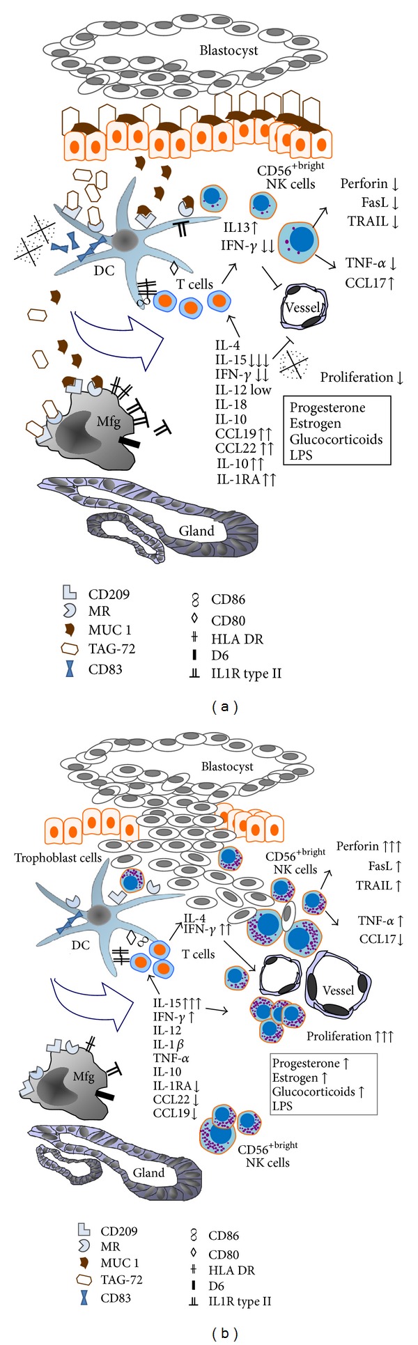 Mucins help to avoid alloreactivity at the maternal fetal interface.