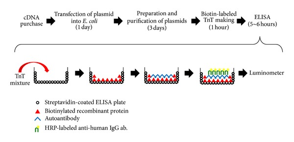 A new ELISA for dermatomyositis autoantibodies: rapid introduction of autoantigen cDNA to recombinant assays for autoantibody measurement.