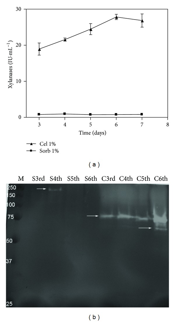 Cellulase and Xylanase Production by Penicillium echinulatum in Submerged Media Containing Cellulose Amended with Sorbitol.