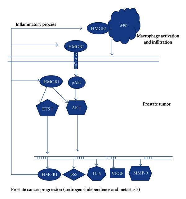 HMGB1: A Promising Therapeutic Target for Prostate Cancer.