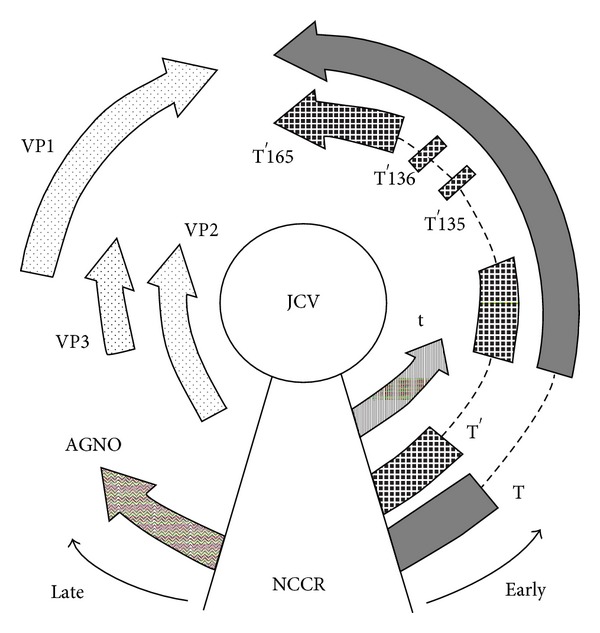 A review on JC virus infection in kidney transplant recipients.