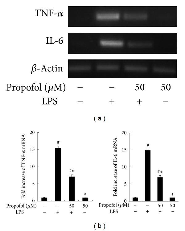 Propofol reduces lipopolysaccharide-induced, NADPH oxidase (NOX 2) mediated TNF- α and IL-6 production in macrophages.