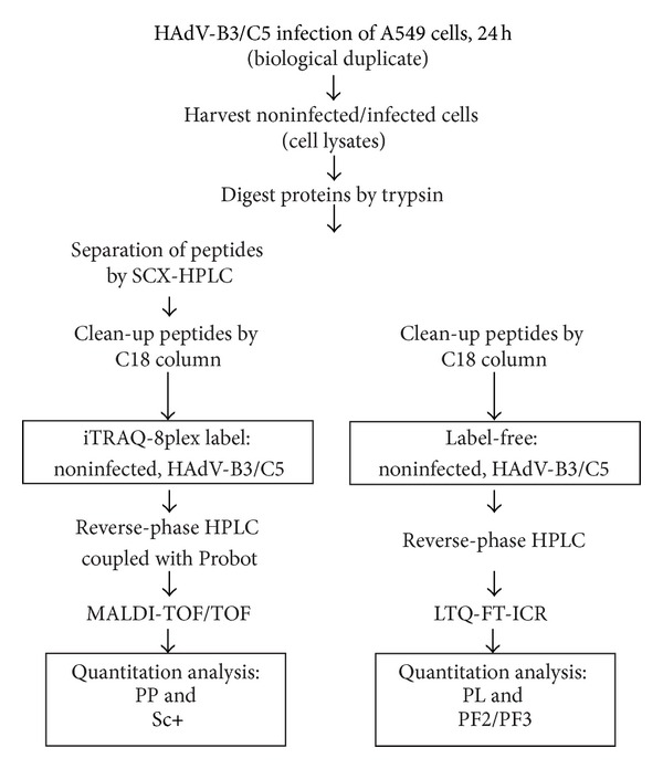 iTRAQ-Based and Label-Free Proteomics Approaches for Studies of Human Adenovirus Infections.