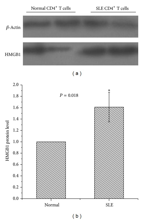 A possible role of HMGB1 in DNA demethylation in CD4+ T cells from patients with systemic lupus erythematosus.