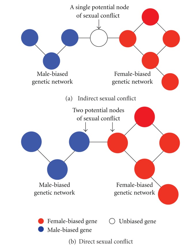 Sex-biased networks and nodes of sexually antagonistic conflict in Drosophila.