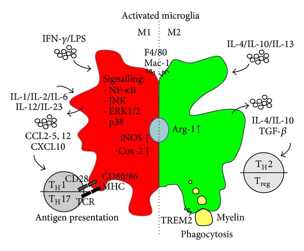 Role of microglia in CNS autoimmunity.