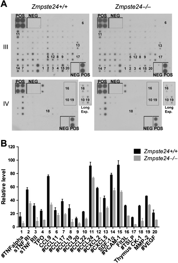 Accumulation of prelamin A compromises NF-κB-regulated B-lymphopoiesis in a progeria mouse model.