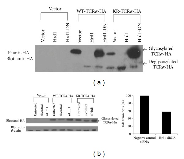 A Novel Peptide-Based SILAC Method to Identify the Posttranslational Modifications Provides Evidence for Unconventional Ubiquitination in the ER-Associated Degradation Pathway.