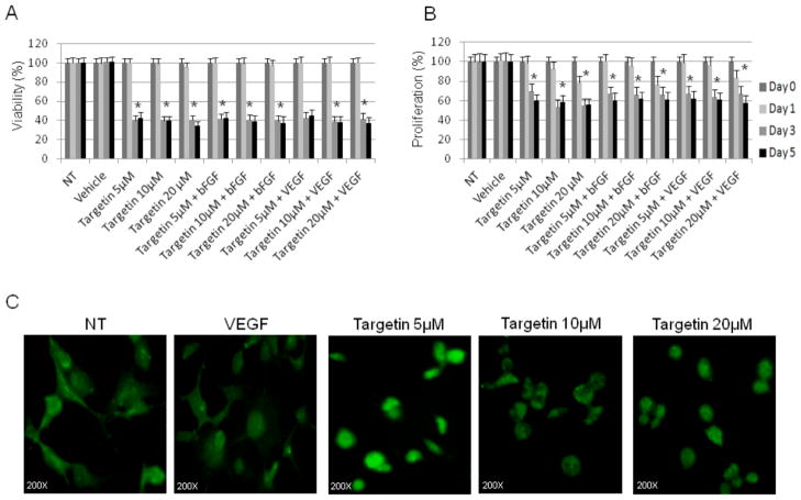 <i>In-Vitro</i> and <i>Ex-Vivo</i> Investigations of the Microtubule Binding Drug Targetin on Angiogenesis.
