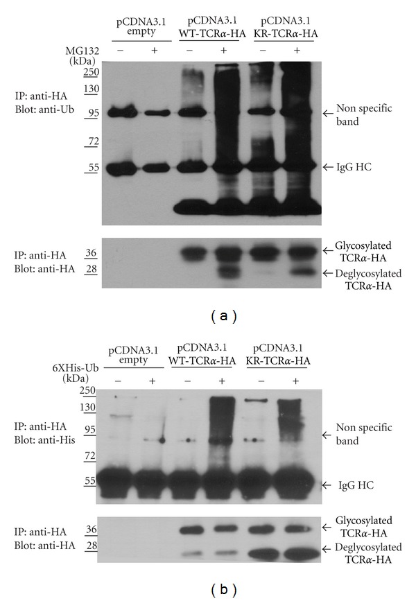 A Novel Peptide-Based SILAC Method to Identify the Posttranslational Modifications Provides Evidence for Unconventional Ubiquitination in the ER-Associated Degradation Pathway.