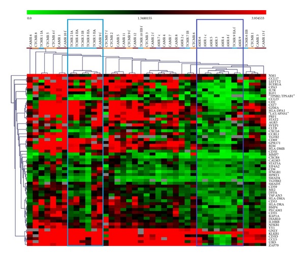 Molecular profiling of acute and chronic rejections of renal allografts.