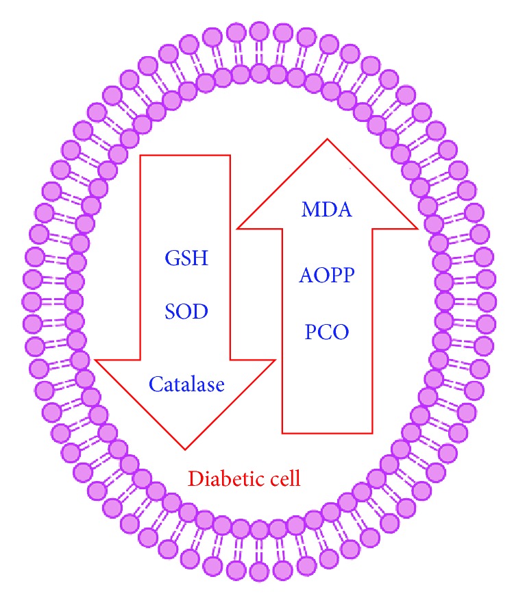 Markers of Oxidative Stress during Diabetes Mellitus.