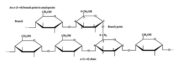 The link between ankylosing spondylitis, Crohn's disease, Klebsiella, and starch consumption.