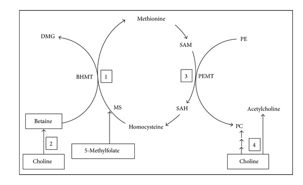 Dietary intake and plasma levels of choline and betaine in children with autism spectrum disorders.