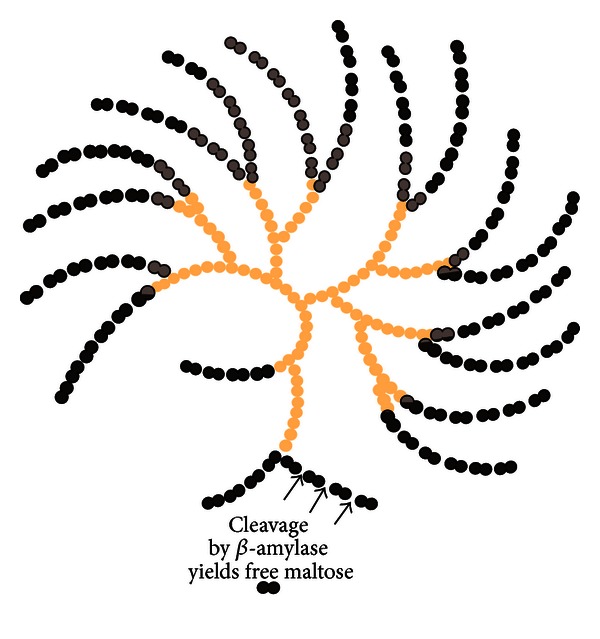 The link between ankylosing spondylitis, Crohn's disease, Klebsiella, and starch consumption.