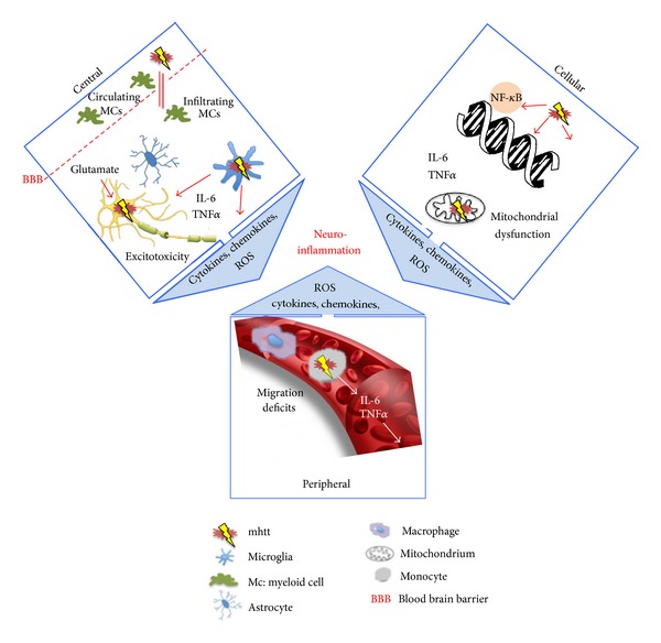 The role of the immune system in Huntington's disease.