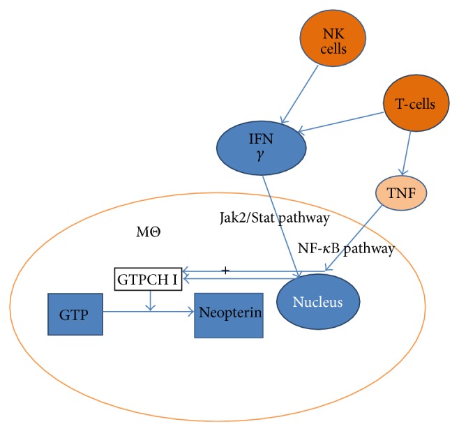 Neopterin in Diagnosis and Monitoring of Infectious Diseases.