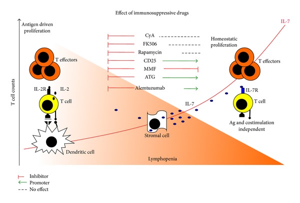 Homeostatic T cell proliferation after islet transplantation.