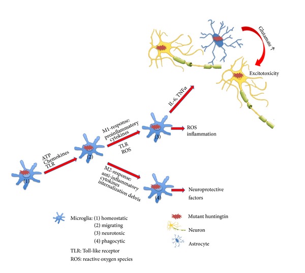 The role of the immune system in Huntington's disease.