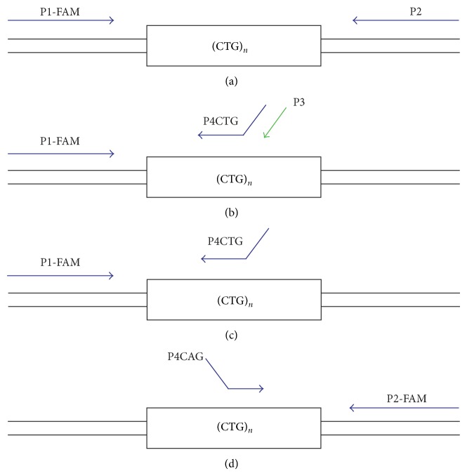 Simple Repeat-Primed PCR Analysis of the Myotonic Dystrophy Type 1 Gene in a Clinical Diagnostics Environment.